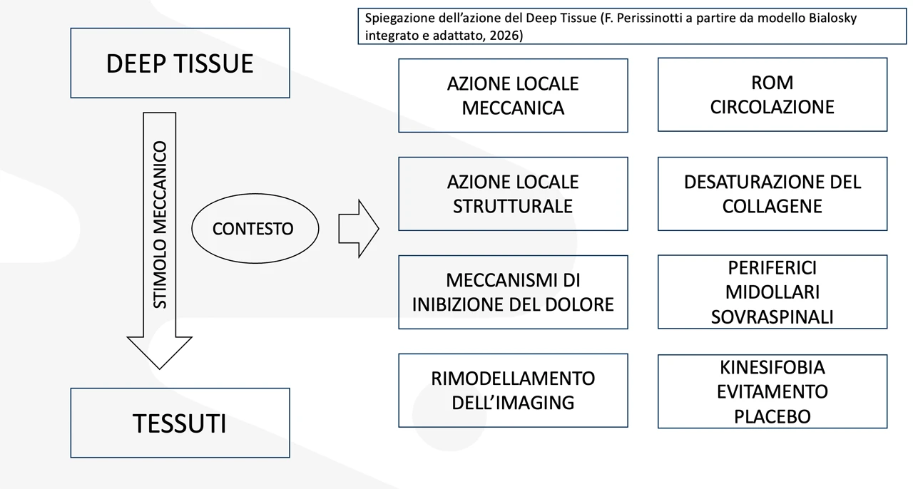 Syntesi MCB - Spiegazione dell'azione del Deep Tissue (Fabio Perissinotti a partire dal modello Bialosky integrato e adattato, 2026)